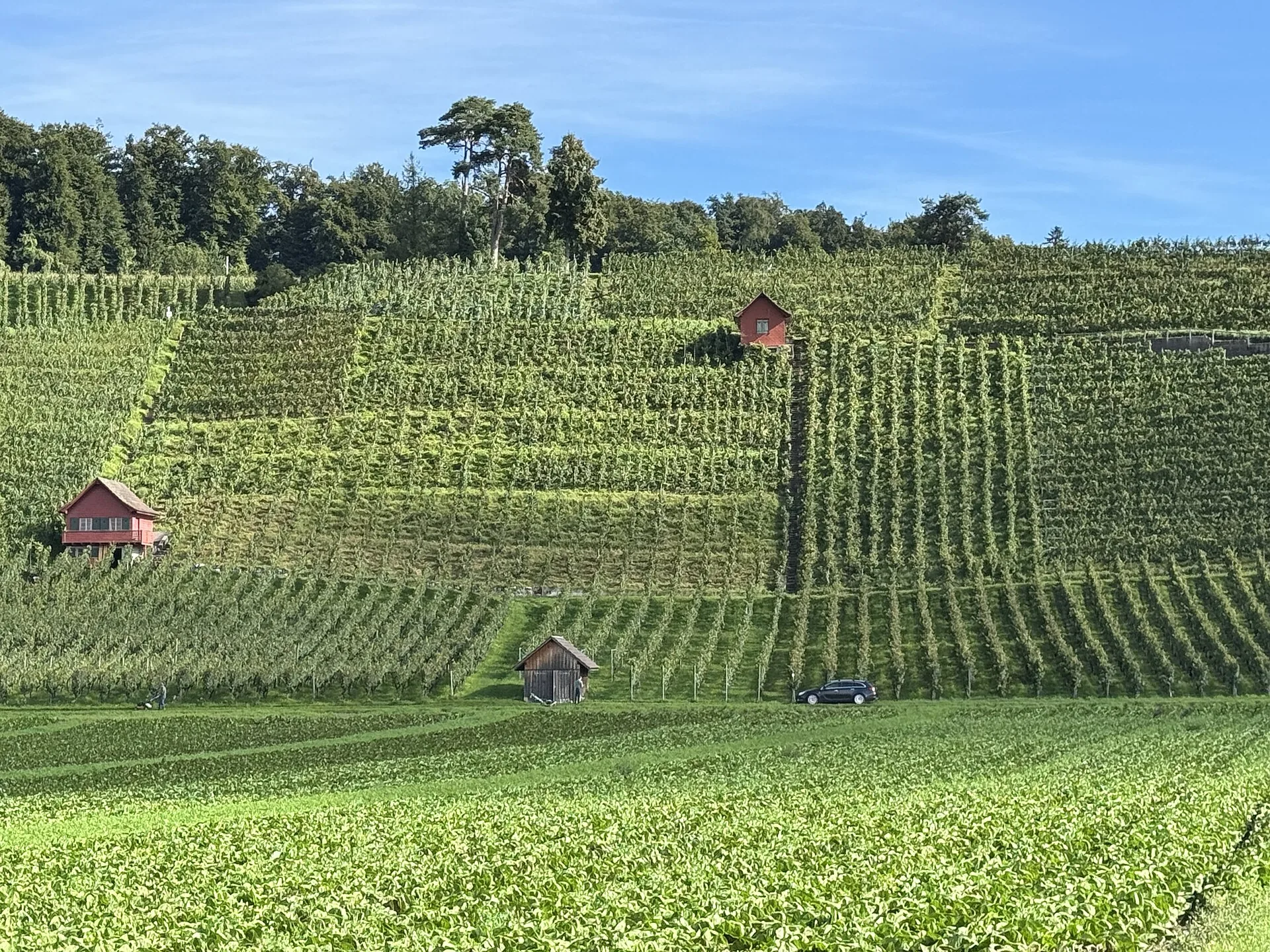 Steile Rebberge am Schiterberg mit roten Rebhäuschen, die Reblage Himmelsleiterli bei Kleinandelfingen