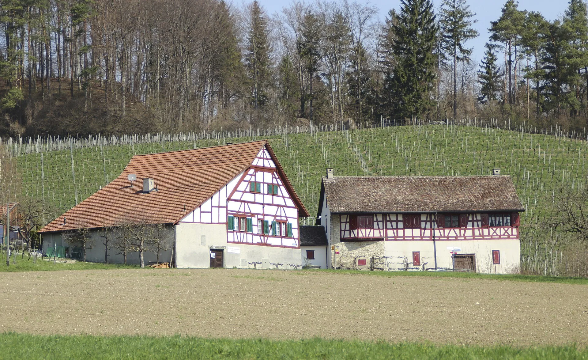 Zwei Riegelhäuser des Orts- und Weinbaumuseums Neftenbach vor einem Rebberg
