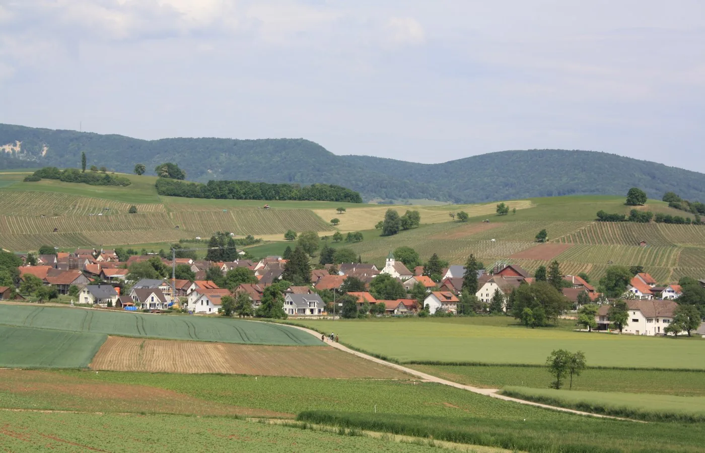 Blick von Hallau auf Oberhallau vor den Rebhängen