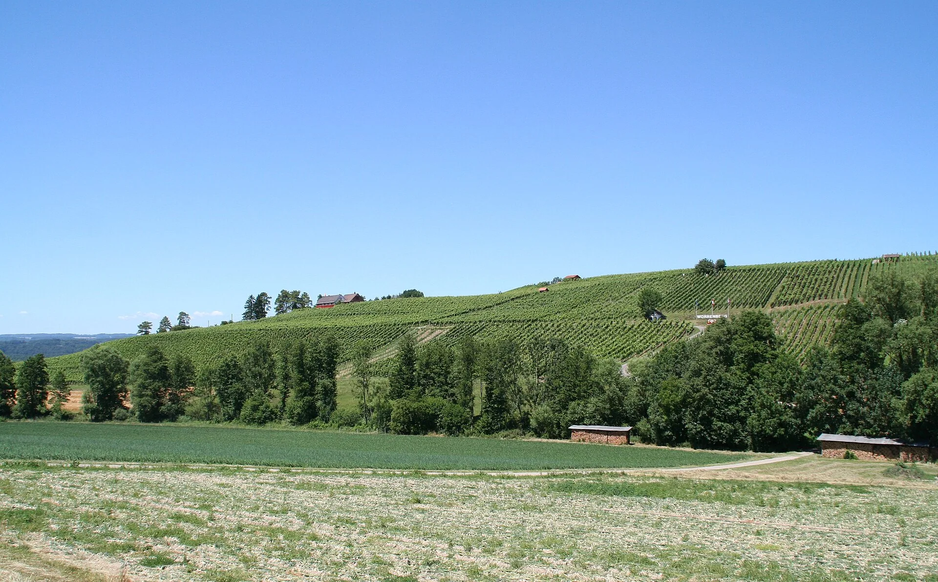 Rebberg am Worrenberg bei Volken über einer Wiese unter blauem Himmel