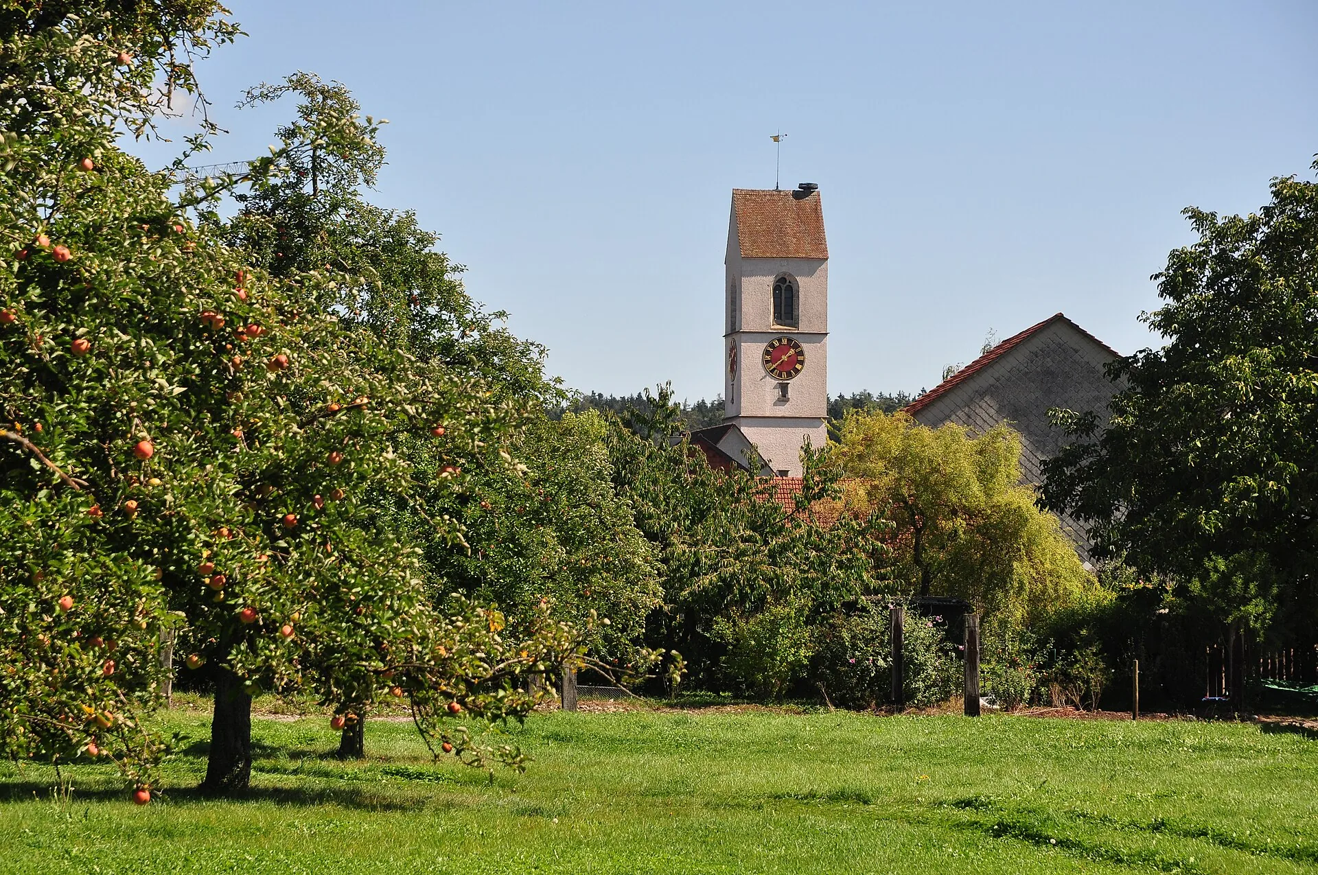 Kirchturm der reformierten Kirche Wiesendangen hinter einem Obstgarten mit Apfelbäumen